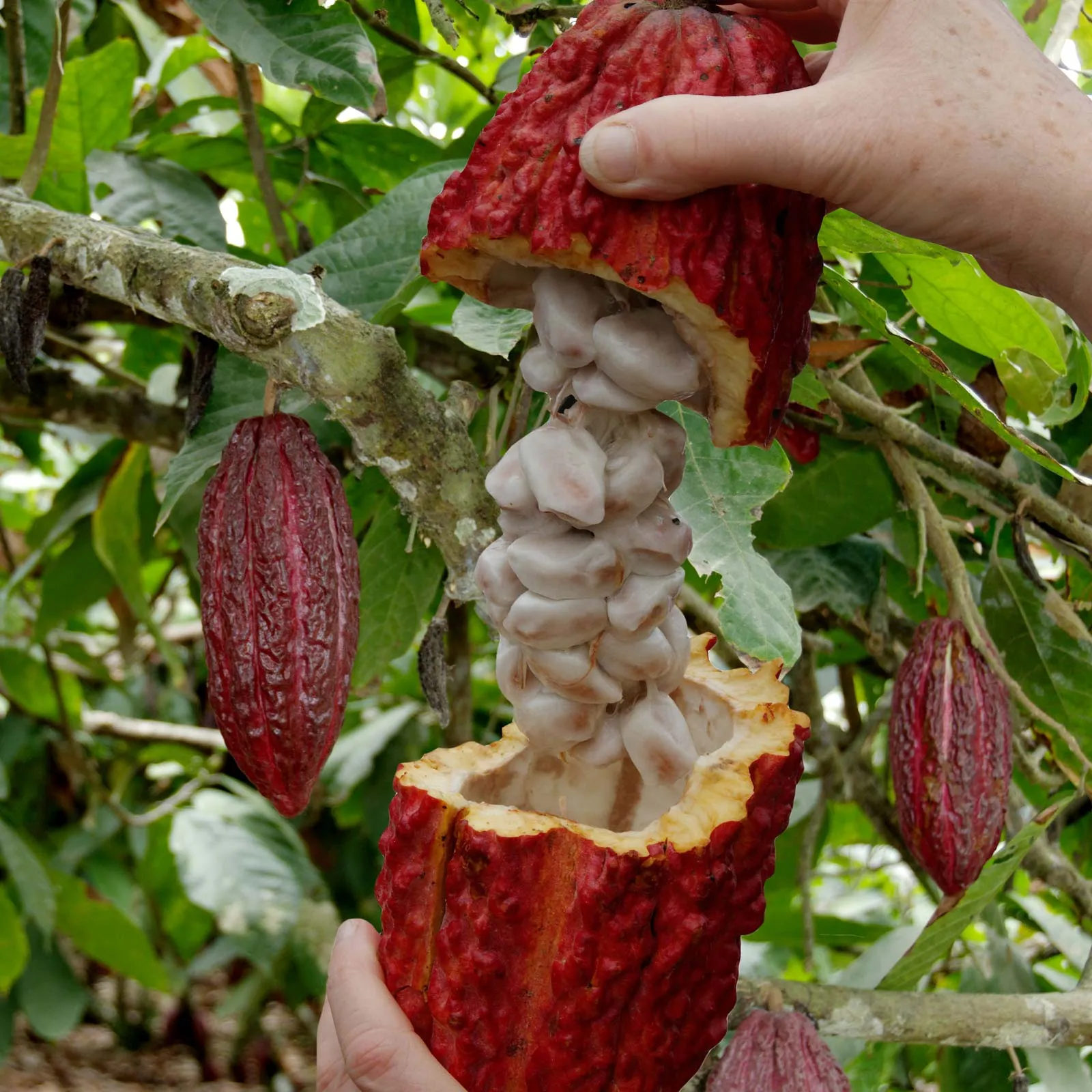 Theobroma Cacao